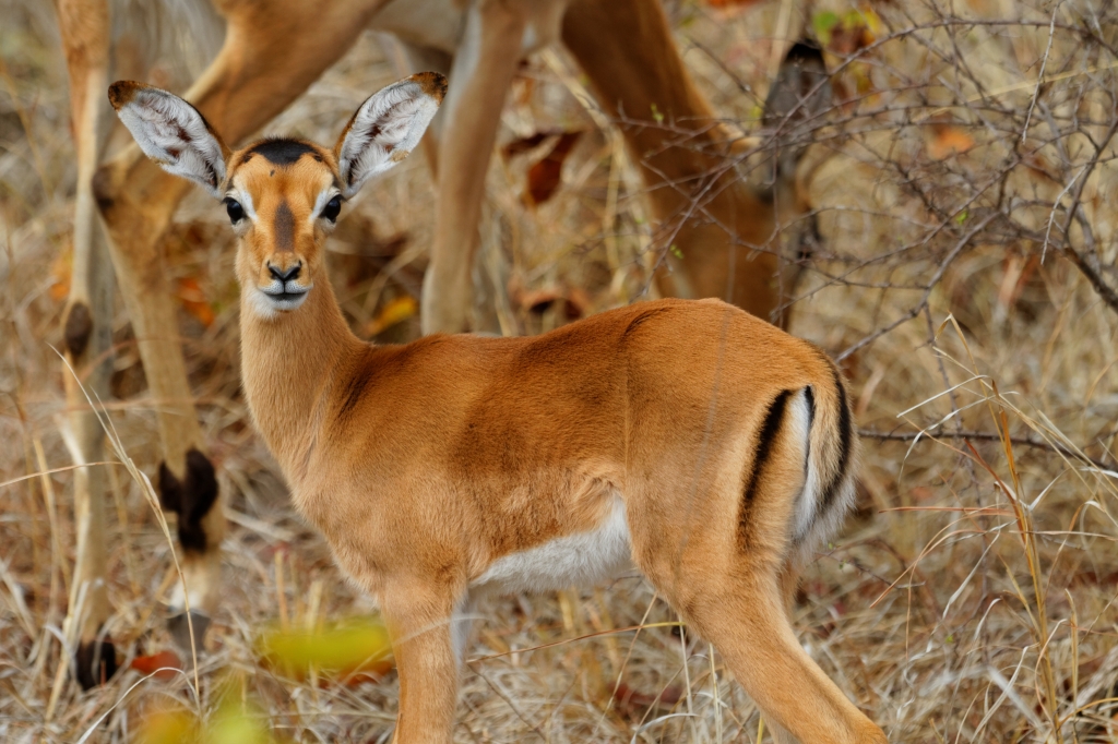 08 - Kruger NP (4).jpg